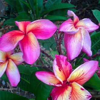 Plumeria rubra "Som Gradjaan" 