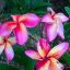 Plumeria rubra "Som Gradjaan" 