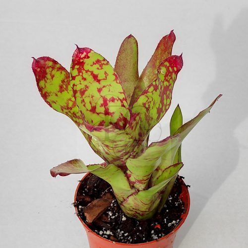 Neoregelia Winnie the Pooh/S