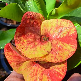 Euphorbia milii "Sap Siri Chok" (A62)