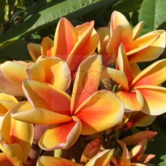 Plumeria rubra "Golden Mask" (NUI)