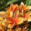 Plumeria rubra "Golden Mask" (NUI)
