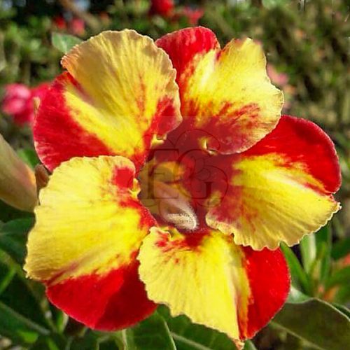 Adenium obesum "Jandra" (361)