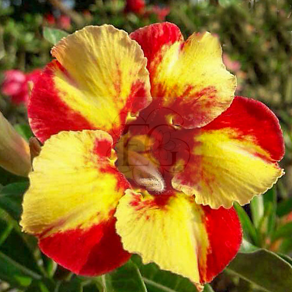 Adenium obesum 