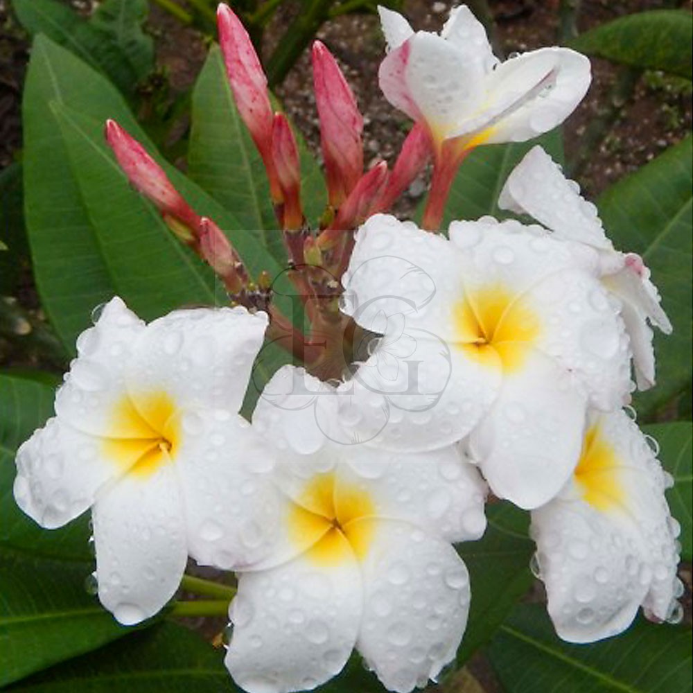 Plumeria Rubra "Blizzard"JJ - Egzoticplant Webshop