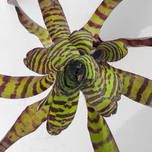 Neoregelia Cat Pajamas 