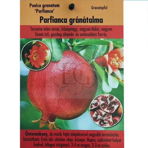 Punica granatum "Parfianca"-Gránátalma