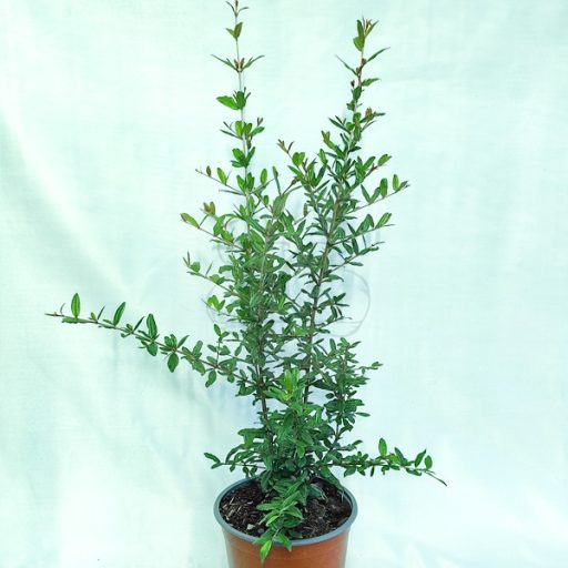 Punica granatum "Parfianca"-Gránátalma
