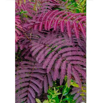 Albizia Julibrissin "Summer Chocolate"