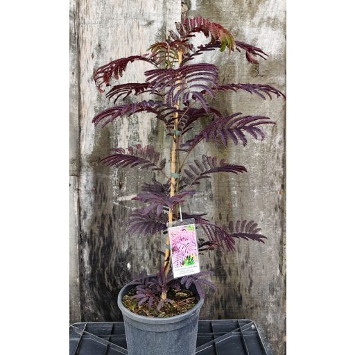 Albizia Julibrissin "Summer Chocolate"