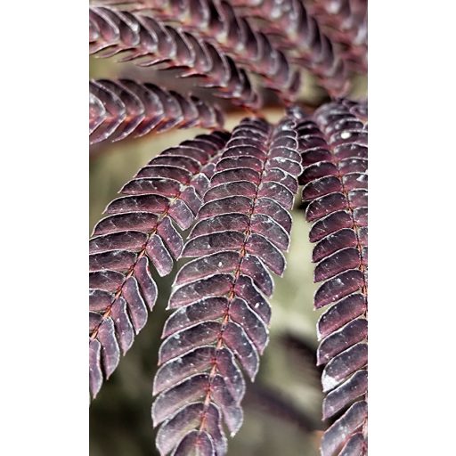 Albizia Julibrissin "Summer Chocolate"
