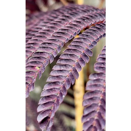 Albizia Julibrissin "Summer Chocolate"