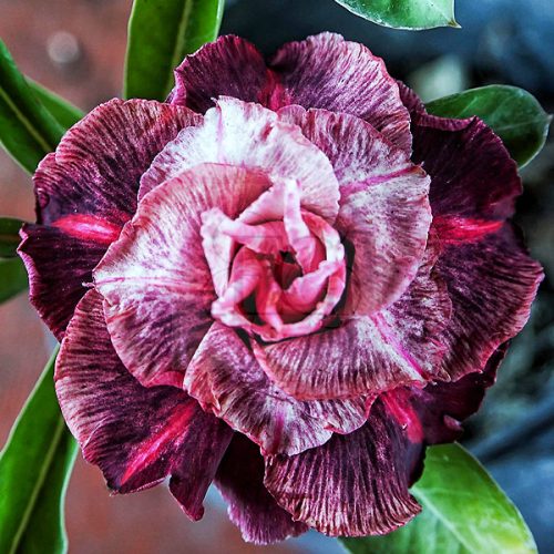 Adenium obesum (S-15)