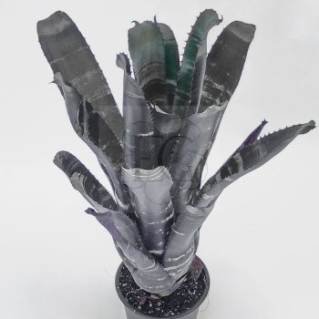 Aechmea Black Zombie/M Aechmea Black Zombie/M