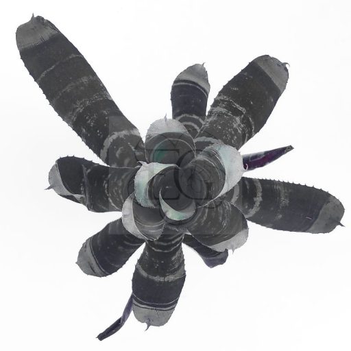 Aechmea Black Zombie/M