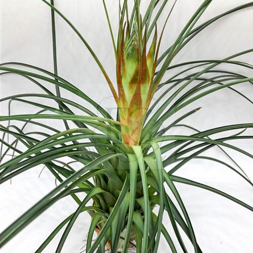 Tillandsia Punculata/L