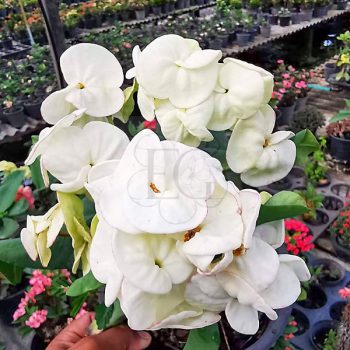 Euphorbia milii "White Legend" (N-46) Euphorbia milii "White Legend" (N-46)