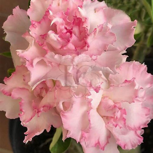 Adenium obesum "Song Nhi" (412)