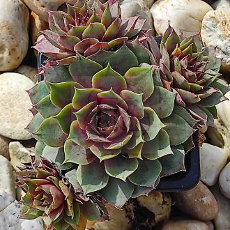 Sempervivum sp.02-Kövirózsa