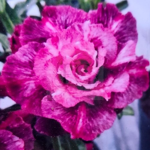 Adenium obesum (TQC15)