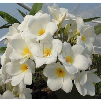 Plumeria rubra "Fehér" 