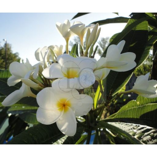 Plumeria rubra "Fehér" 