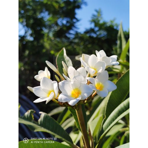 Plumeria rubra "Fehér" 