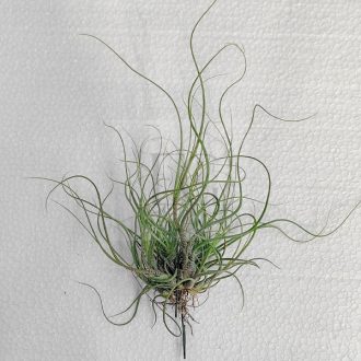 Tillandsia Butzii Pulk/L