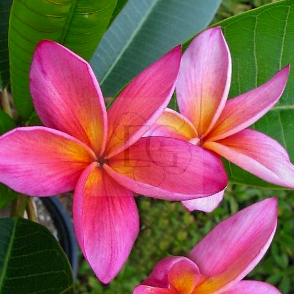 Plumeria rubra 