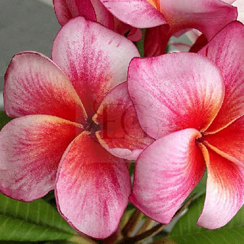 Plumeria rubra "Pocahontas"