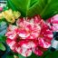 Euphorbia milii "Kaew Karn Dar" (A18)