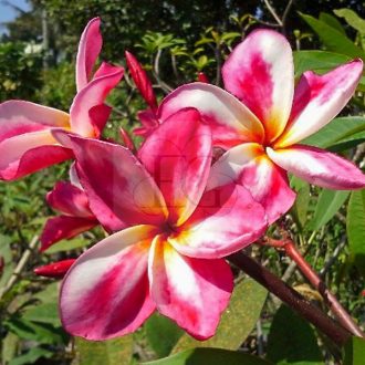 Plumeria rubra "Candy Pink"(NUI)