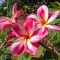 Plumeria rubra "Candy Pink"(NUI)