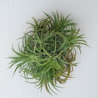 Tillandsia Ionantha  Curly Wireball 