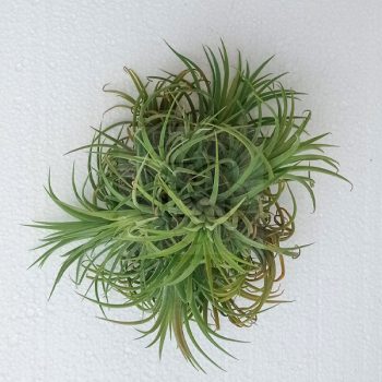 Tillandsia Ionantha  Curly Wireball  Tillandsia Ionantha  Curly Wireball