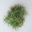 Tillandsia Ionantha  Curly Wireball 