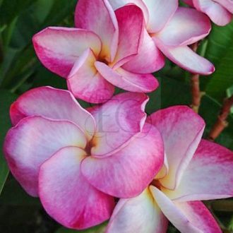 Plumeria rubra "Serenity Royal" 