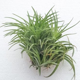 Tillandsia Victoria Red Speldor Pulk 