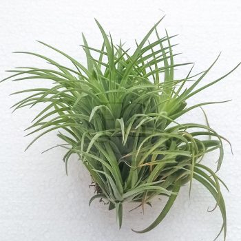 Tillandsia Victoria Red Speldor Pulk  Tillandsia Victoria Red Speldor Pulk