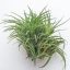 Tillandsia Victoria Red Speldor Pulk 
