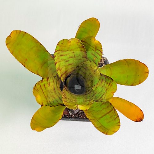 Neoregelia Yellow Tiger 