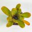Neoregelia Yellow Tiger 