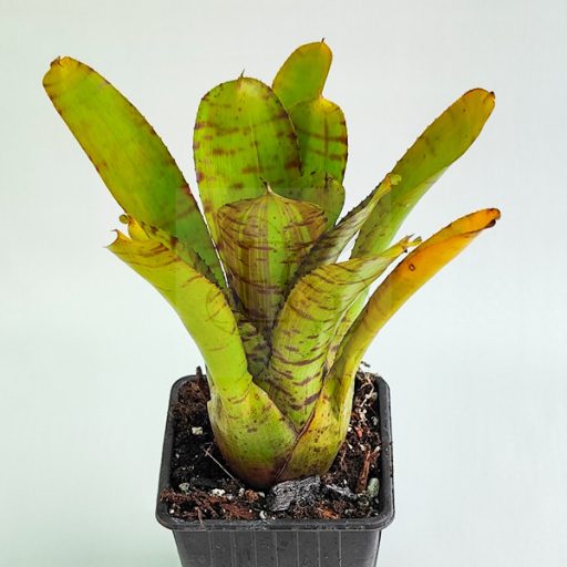 Neoregelia Yellow Tiger 