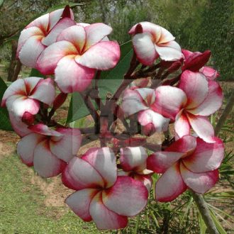 Plumeria rubra "Venice" JJ