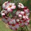 Plumeria rubra "Venice" JJ