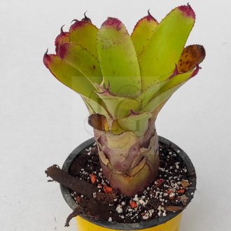 Neoregelia Golden Grace 