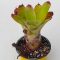 Neoregelia Golden Grace 
