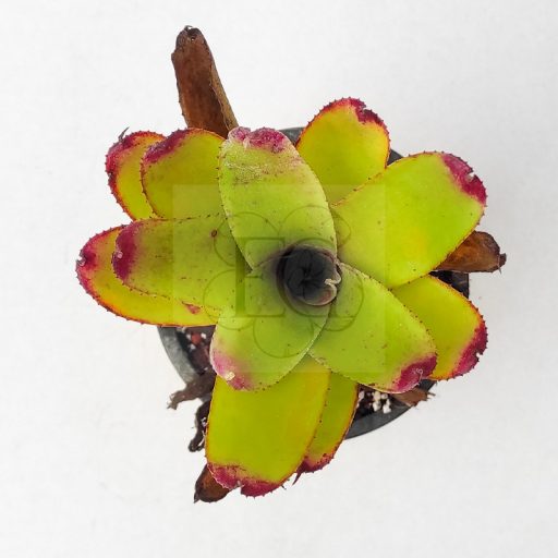 Neoregelia Golden Grace 