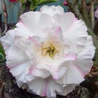 Adenium obesum "Vinh Tuyet" (922)