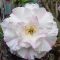 Adenium obesum "Vinh Tuyet" (922)